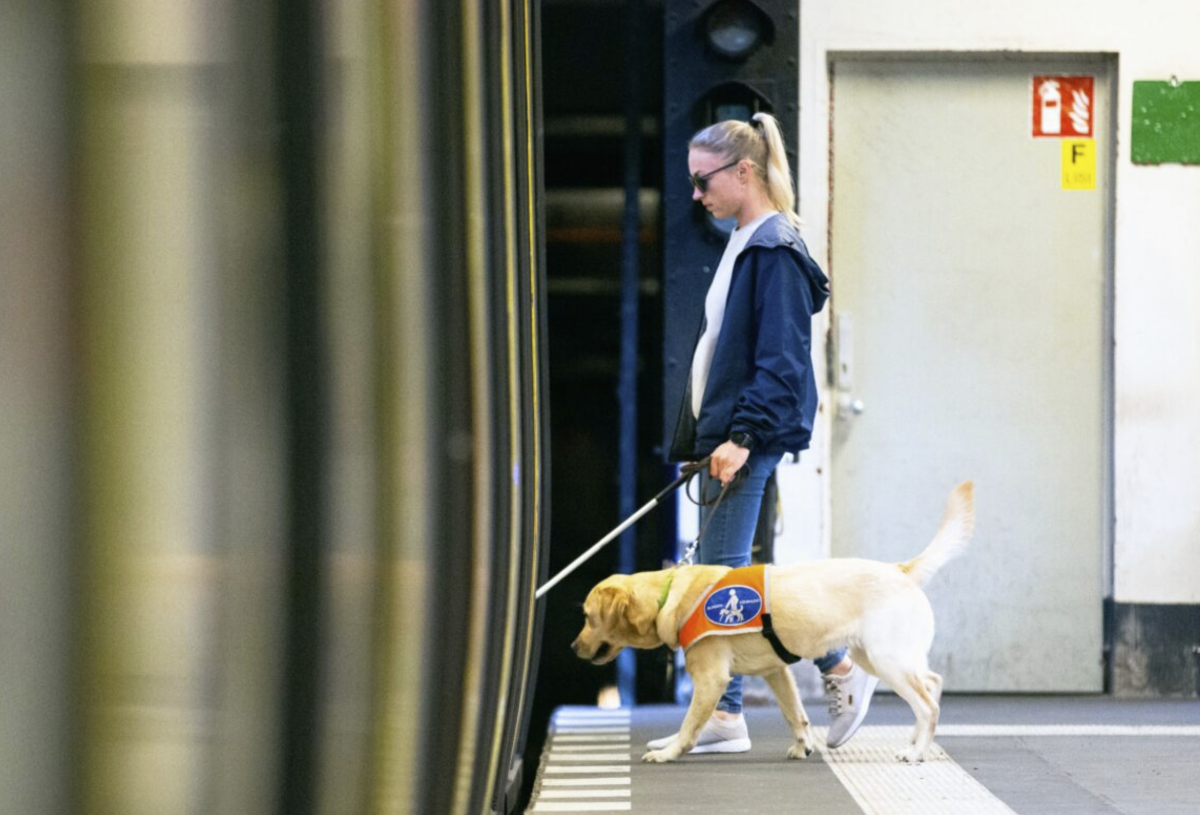Kvinna med vit käpp och ledarhund går på gatan