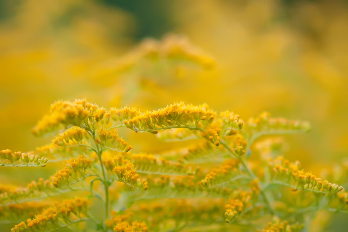 Nærbilde av livlige gule gullrisblomster i full blomst, med en myk, uskarp bakgrunn.