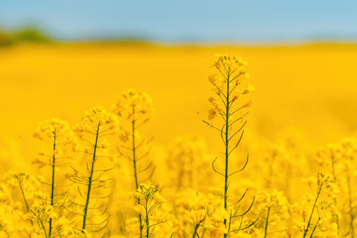 Close-up of yellow rapeseed flowers in a blooming field under a blue sky.