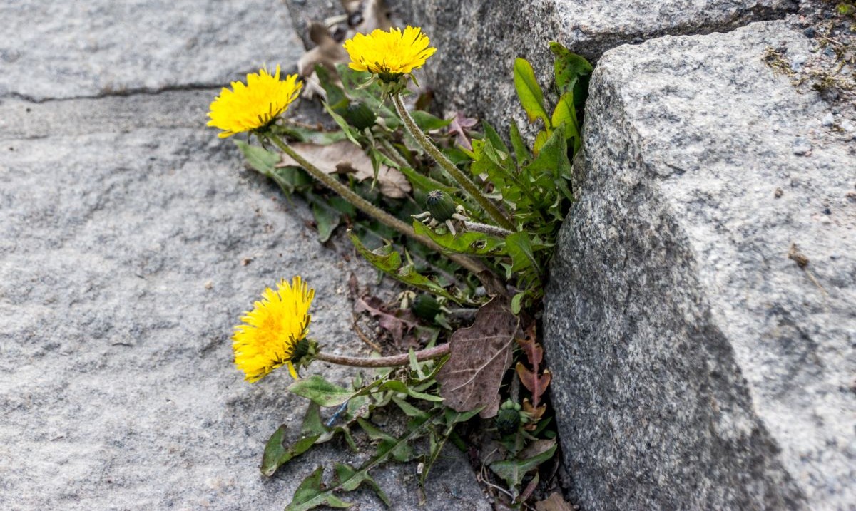 Tiny dandelions